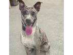 Adopt Charcoal a Mixed Breed