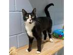 Adopt Chimaera a Domestic Short Hair