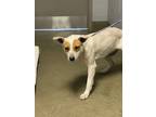 Adopt DUCKY GIRL a Mixed Breed