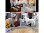 Golden Retriever Puppy for sale in Marysville, WA, USA