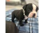 Boston Terrier Puppy for sale in San Bernardino, CA, USA