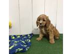 Cavapoo Puppy for sale in Shipshewana, IN, USA