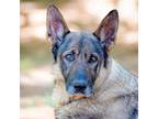 Adopt Loca **FTA** a German Shepherd Dog
