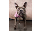 Adopt Jenny a Pit Bull Terrier, Mixed Breed