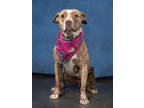 Adopt Shanel a Pit Bull Terrier, Mixed Breed