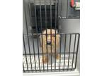 Adopt Nicki Minaj-ADOPTED a Yorkshire Terrier, Mixed Breed