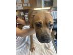 Adopt Betty Brown a Mixed Breed