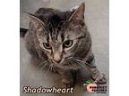 Adopt Shadowheart a Domestic Short Hair