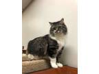 Adopt Lisa a Tabby, Domestic Long Hair