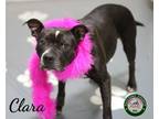 Adopt 24-05-1440 Clara a Pit Bull Terrier