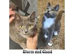 Adopt Storm and Cloud a Domestic Short Hair