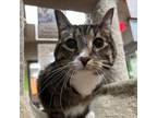 Adopt Clover a Domestic Medium Hair, Domestic Short Hair