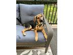 Adopt Carmen a Black Mouth Cur, Mixed Breed