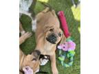 Adopt Flower a Black Mouth Cur, Mixed Breed