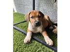 Adopt Ave Maria a Black Mouth Cur, Mixed Breed