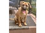 Adopt Madame Butterfly a Black Mouth Cur, Mixed Breed