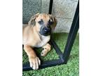 Adopt Madame Butterfly a Black Mouth Cur, Mixed Breed
