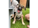 Adopt Charlotte a Black Mouth Cur, Mixed Breed