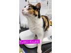 Adopt Tutti Frutti a Domestic Short Hair