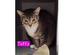 Adopt Taffy Bonded to Laffy a Domestic Short Hair