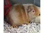 Adopt Sweet Potato a Guinea Pig