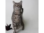 Adopt Orca a Domestic Short Hair