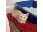 Adopt Birdie a Domestic Medium Hair, Domestic Short Hair