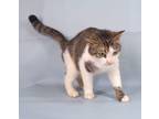 Adopt Smoothie a Domestic Short Hair