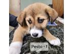 Adopt Pesto a Shepherd, Retriever