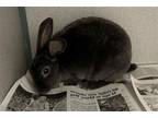 Adopt JASPER a Bunny Rabbit