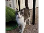 Adopt Betty Crocker a Domestic Short Hair