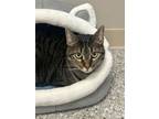 Adopt Rosie (at Smitten Kitten) a Domestic Short Hair