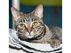 Adopt Willow a Domestic Short Hair