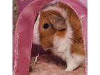 Adopt Vixen a Guinea Pig