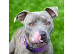 Adopt Emery a Pit Bull Terrier