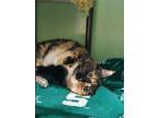 Adopt Luna a Domestic Short Hair