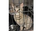 Adopt Lillian a Domestic Short Hair