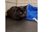 Adopt Wendy a Domestic Short Hair