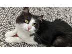 Adopt Sketch a Domestic Medium Hair