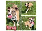 Adopt Roxy a American Staffordshire Terrier