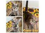 Adopt Cindy Lou - PetSmart a Domestic Short Hair, Calico