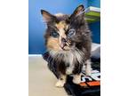Adopt Mildred a Domestic Long Hair