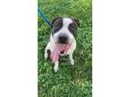 Adopt Cherish(HW-) a Pit Bull Terrier, Mixed Breed