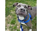 Adopt KIKI a Pit Bull Terrier