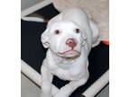 Adopt 43113 - Stella a Pit Bull Terrier