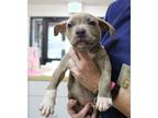 Adopt 43128 - Bronx a Pit Bull Terrier