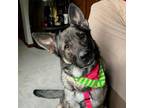 Adopt Xena a Mixed Breed, German Shepherd Dog