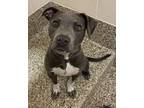 Adopt Zoey a Pit Bull Terrier, Mixed Breed