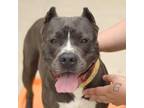 Adopt Rylie a Pit Bull Terrier, Mixed Breed