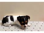 Chorkie Puppy for sale in Springfield, MO, USA